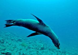 Playful Sea Lion! by Jeannette Howard 